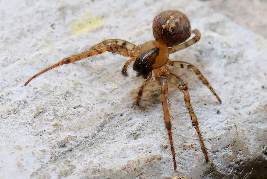 leviellus thorelli maschio